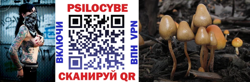 наркошоп  Рудня  Галлюциногенные грибы Psilocybe 